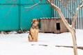 Watchdog near the kennel in the winter sitting in the snow