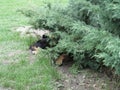 Watchdog resting in the bushes