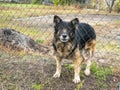 Watchdog shepherd dog behind a fence