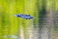 Watchful American Alligator On Green Water