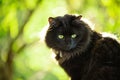 Watchful black cat in the garden looking down with vibrant green eyes and natural bokeh background Royalty Free Stock Photo