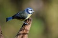 Watchful Blue Tit Royalty Free Stock Photo