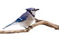 Watchful bluejay on a branch