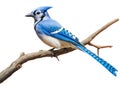 Watchful bluejay on a branch