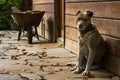 Watchful brown dog sitting by front door of wooden house Royalty Free Stock Photo