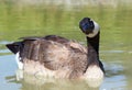 Watchful Canada Goose