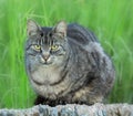 A watchful cat Royalty Free Stock Photo
