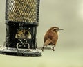 Watchful and Cautious Wren Bird Perched on Bird Feeding