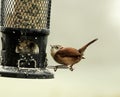 Watchful and Cautious Wren Bird Perched on Bird Feeding Royalty Free Stock Photo