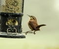 Watchful and Cautious Wren Bird Perched on Bird Feeding