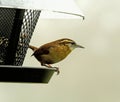 Watchful and Cautious Wren Bird Perched on Bird Feeding