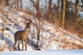 Watchful deer