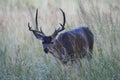 Watchful Deer (CA 05067