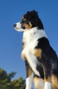 Watchful dog Royalty Free Stock Photo