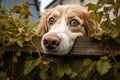 watchful dog peering through a fence Royalty Free Stock Photo