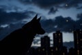 watchful dog silhouette, dark sky with scattered highrise lights Royalty Free Stock Photo