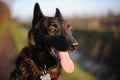 Watchful Dutch Shepherd Royalty Free Stock Photo