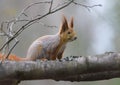 Watchful Eurasian Red Squirrel sits on wood branch in gray winter coat