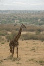 Watchful giraffe at Masai Mara