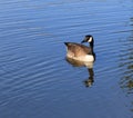 Watchful Goose Swims within Concentric Circles