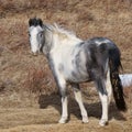 Gray Paint Horse in a Parched Pasture