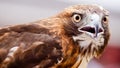 Watchful Hawk Royalty Free Stock Photo