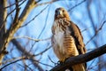 a watchful hawk perched high in a tree Royalty Free Stock Photo