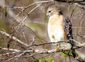 Watchful Hawk Royalty Free Stock Photo