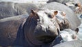 Watchful hippo Royalty Free Stock Photo