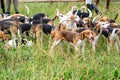 Watchful hunting dogs, hunter hounds, beagle dogs, foxhounds waiting for hunt