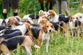 Watchful hunting dogs, hunter hounds, beagle dogs, beagle hounds waiting for hunt Royalty Free Stock Photo