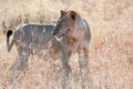 Watchful lion - lioness - in Serengeti, Tanzania, Africa