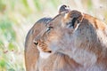 Watchful lioness in Serengeti, Tanzania, Africa, lion alert, lioness alerting