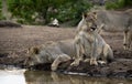 Lions drinking at a waterhole in Botswana Royalty Free Stock Photo