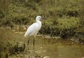 Watchful little egret in the swampland