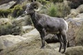 Bighorn Sheep Ram in Joshua Tree National Park Royalty Free Stock Photo