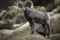 Bighorn Sheep Ram in Joshua Tree National Park Royalty Free Stock Photo