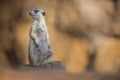 Watchful meerkat on guard Royalty Free Stock Photo