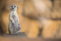 Watchful meerkat on guard Royalty Free Stock Photo