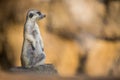 Watchful meerkat on guard Royalty Free Stock Photo