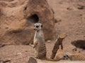 Watchful meerkat Royalty Free Stock Photo