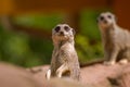 Watchful meerkat standing in alert Royalty Free Stock Photo