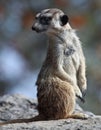 Watchful meerkat standing guard Royalty Free Stock Photo