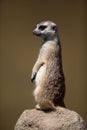 Watchful meerkat standing guard Royalty Free Stock Photo