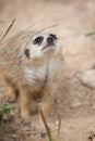 Watchful meerkat standing guard Royalty Free Stock Photo