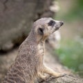 Watchful meerkat standing guard Royalty Free Stock Photo