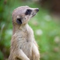 Watchful meerkat standing guard Royalty Free Stock Photo