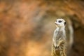 Watchful meerkat standing guard Royalty Free Stock Photo