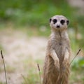 Watchful meerkat standing guard Royalty Free Stock Photo