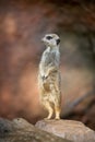 Watchful meerkat standing guard Royalty Free Stock Photo